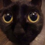 heyonyo's Avatar