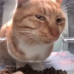 Sockstones's Avatar
