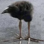 that1sage_png's Avatar